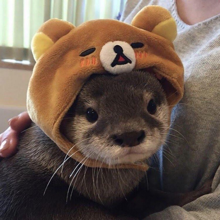 Милые выдры