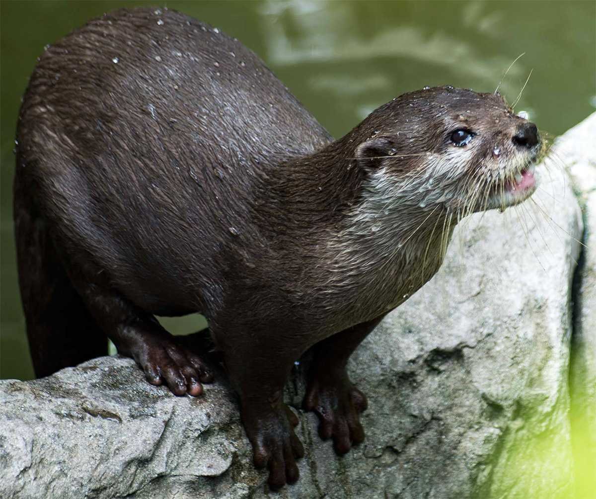 Речная выдра (Lutra Lutra)