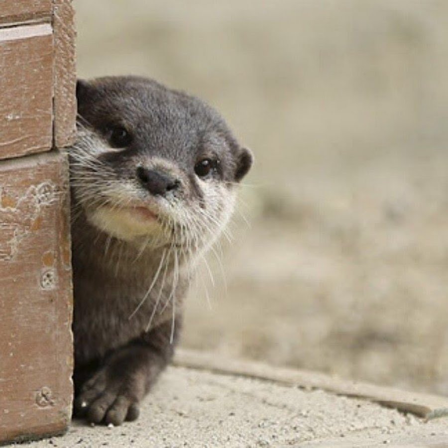 Выдра аватарка