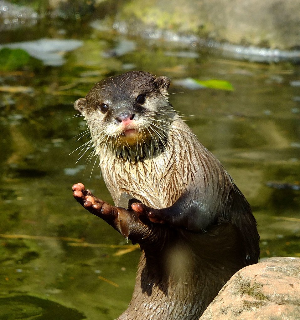 Выдра водоплавающая