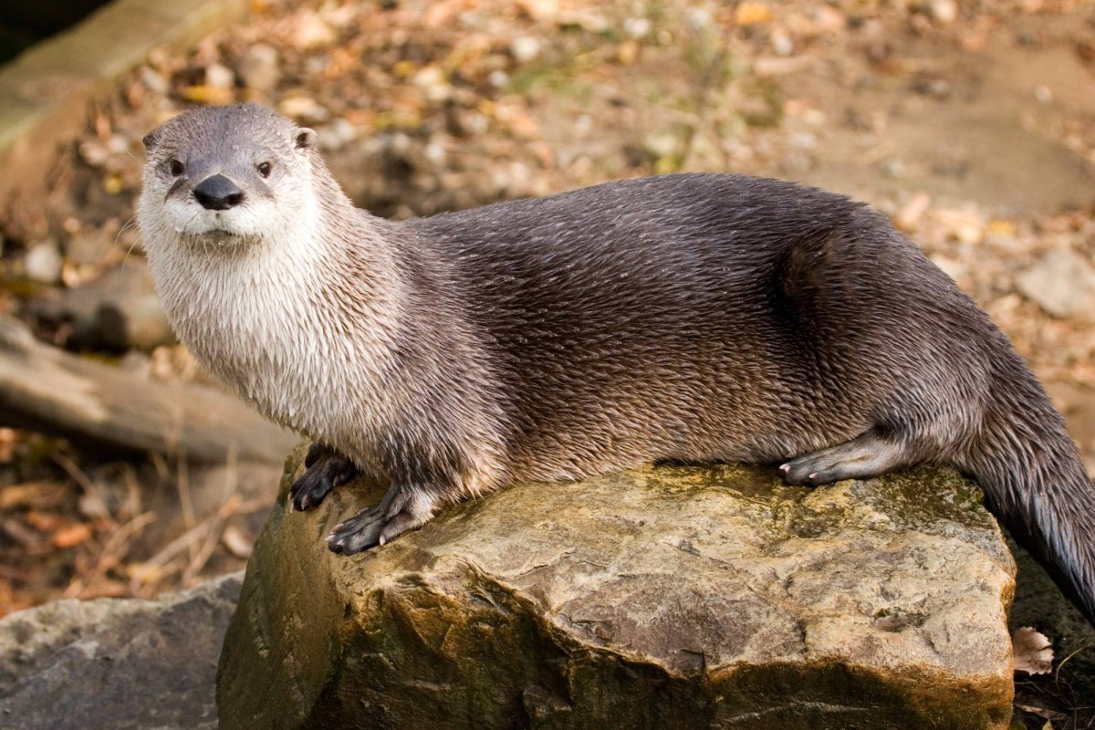 Речная выдра (Lutra Lutra)