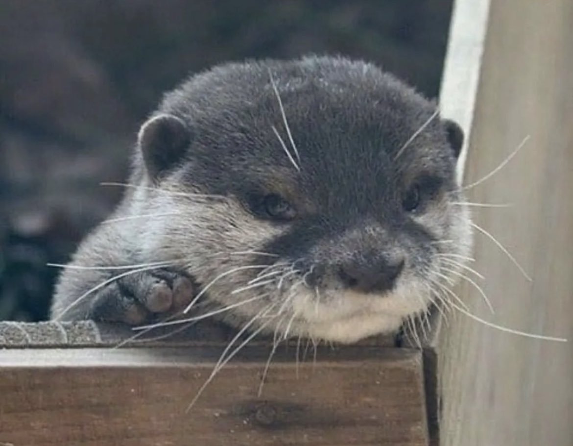 Выдра кавай