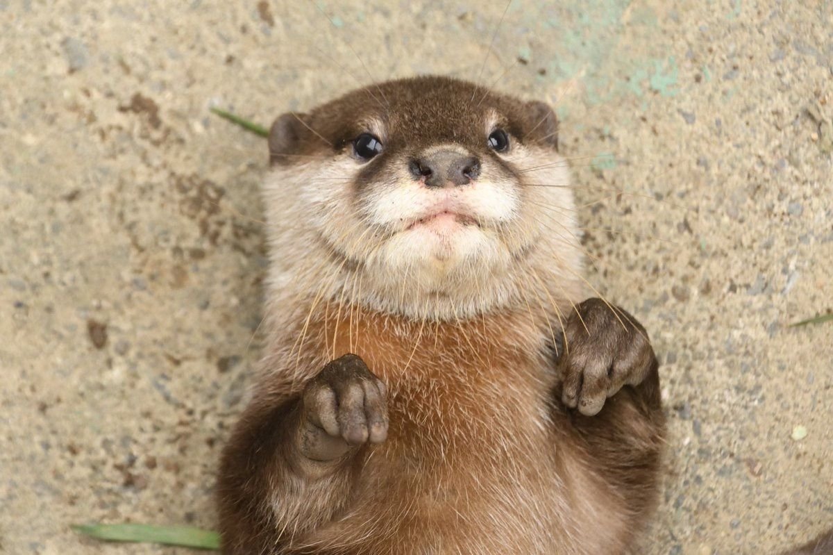 Выдры домашние