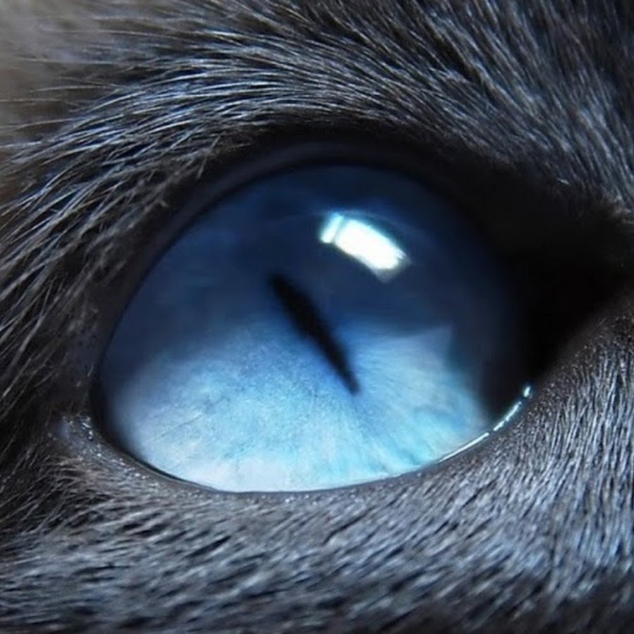 Голубой кошачий глаз