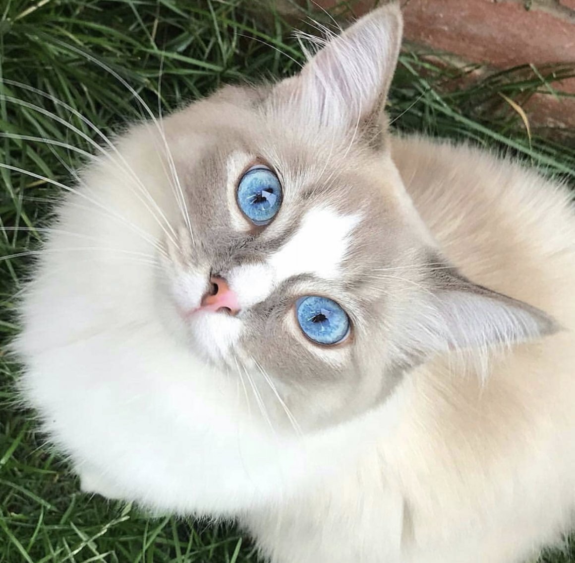 Коричневый кот с голубыми глазами