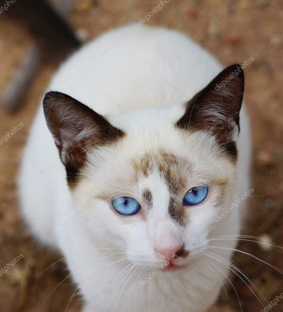 Белый кот с коричневыми ушами