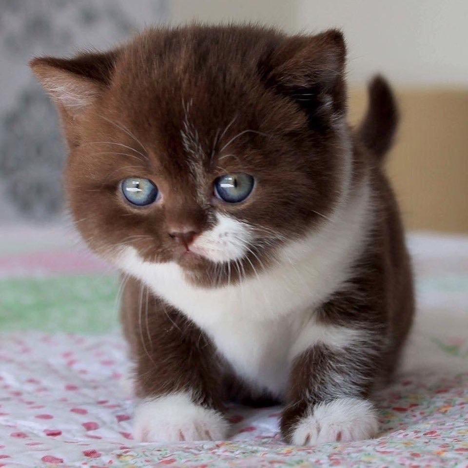 Циннамон биколор