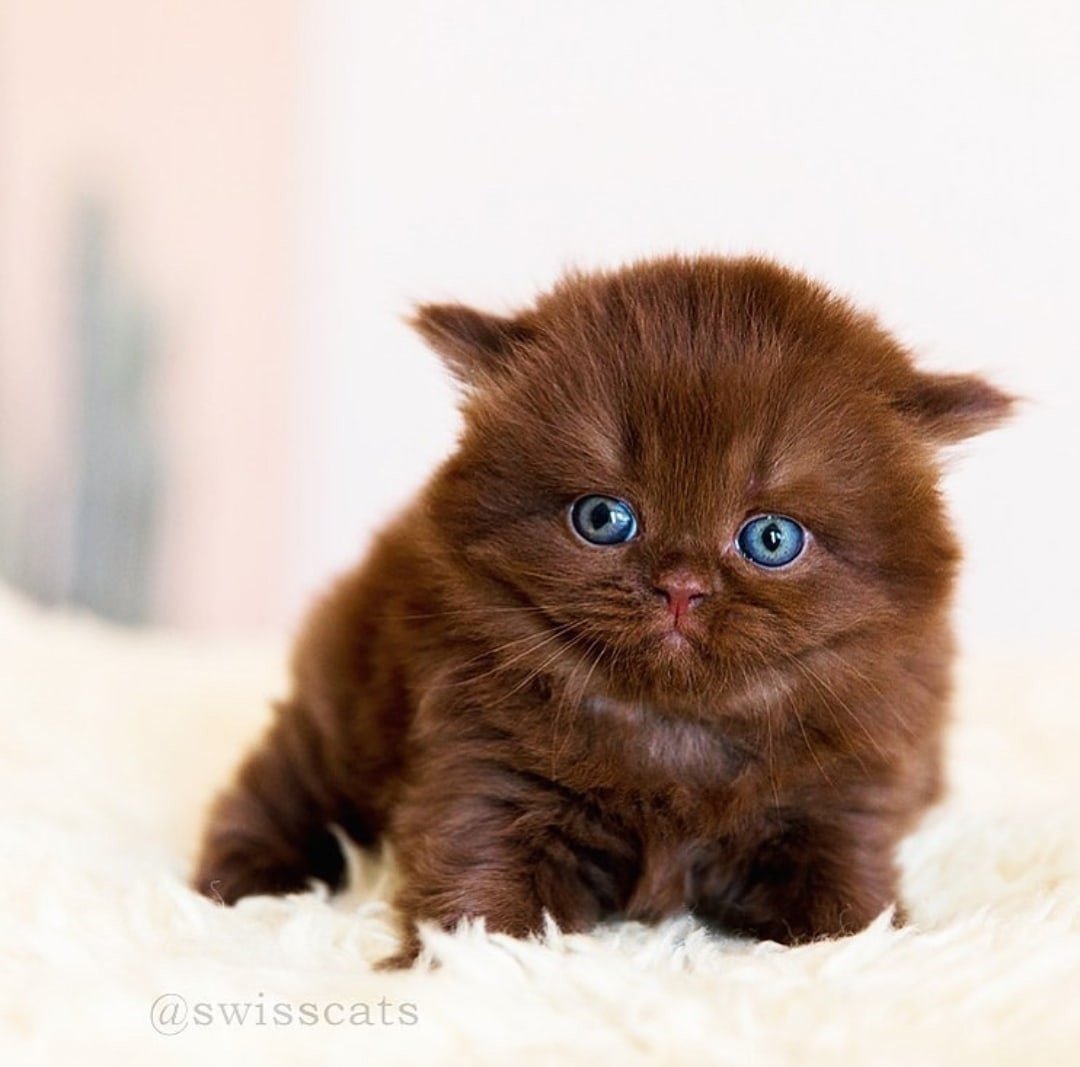 Шоколадные коты