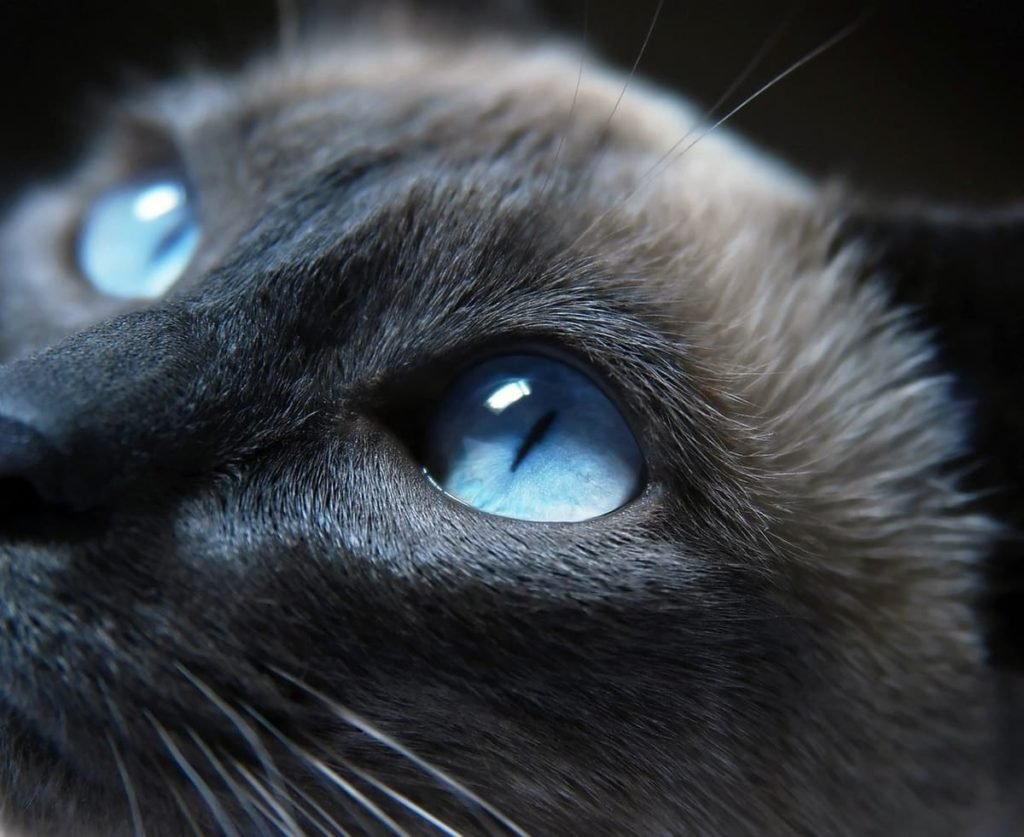 Коты с голубыми глазами
