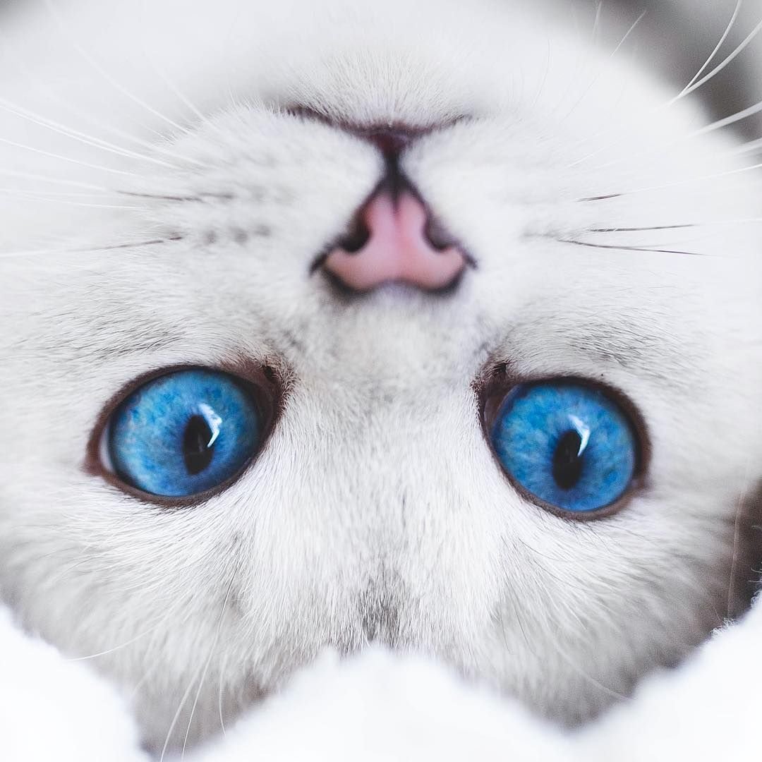 Кошачья морда с голубыми глазами