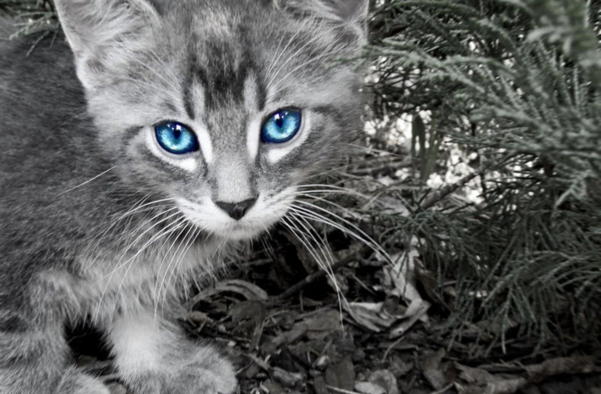 Котенок бело серый с голубыми глазами