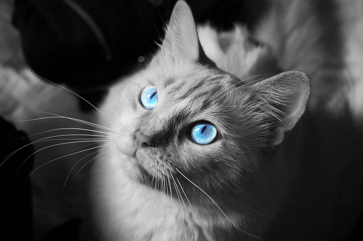 Черный кот с голубыми глазами