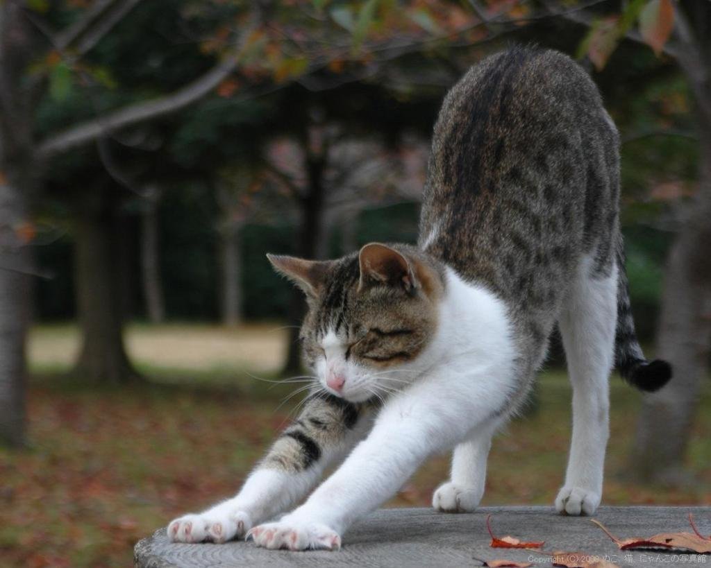 Кошка тянется