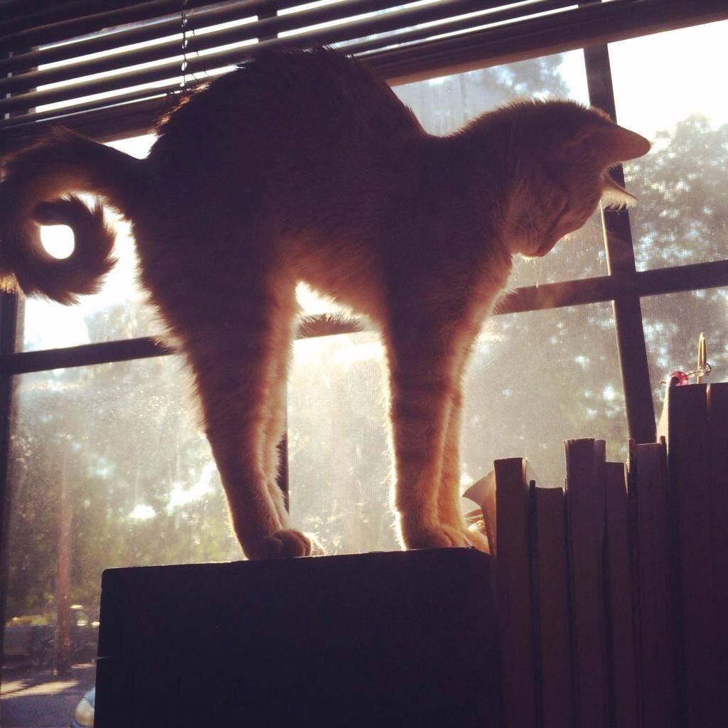 Коты тянутся