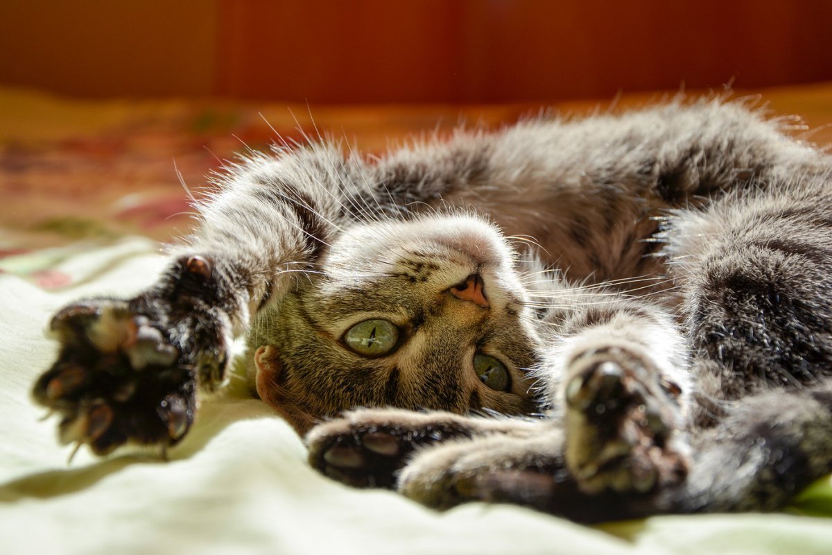 Котенок подтчгивается