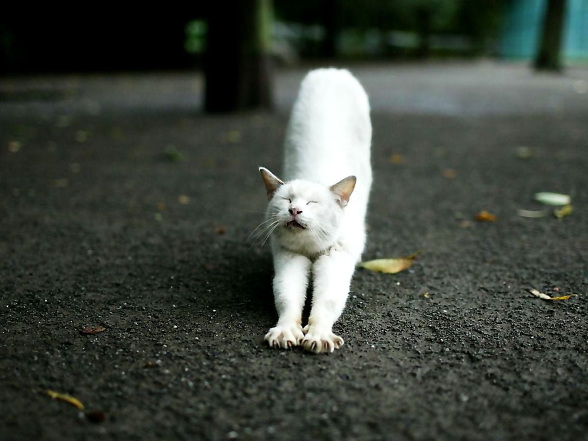 Белый котенок на улице