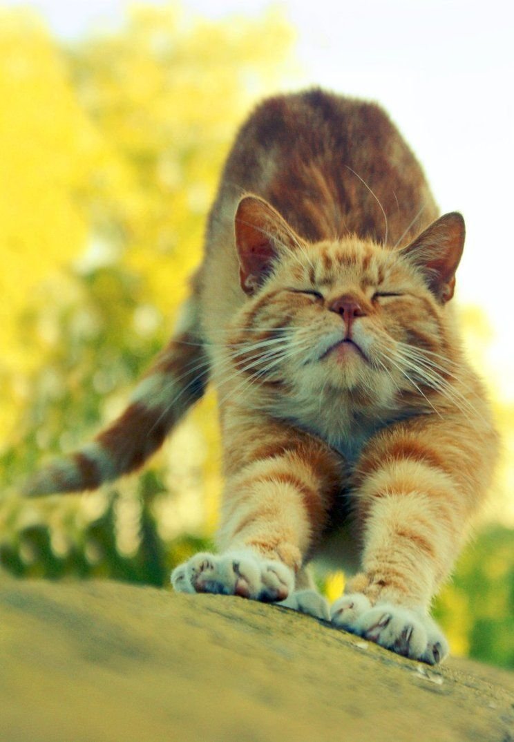 Котёнок и солнышко