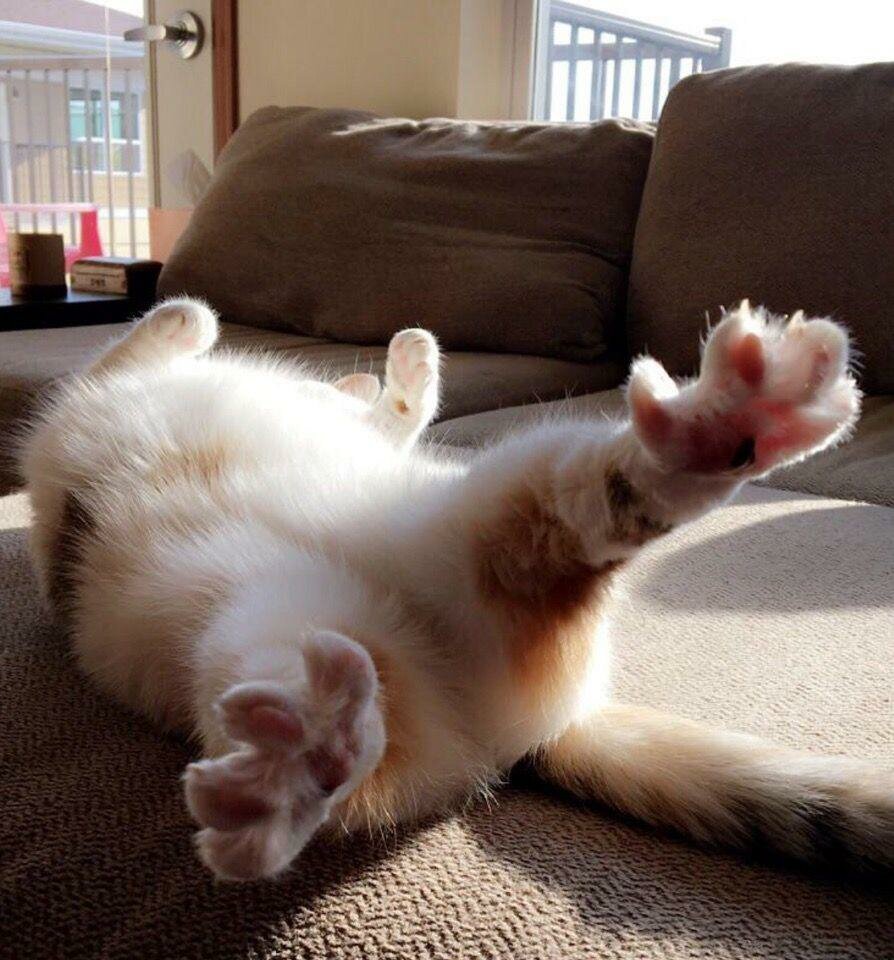 Котик проснулся