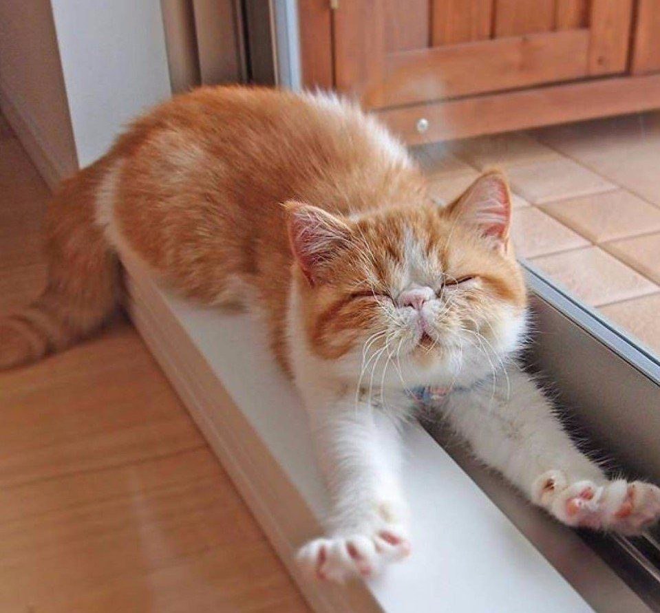 Кот потягивается