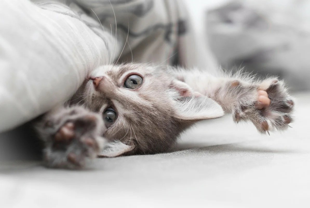 Кошка проснулась