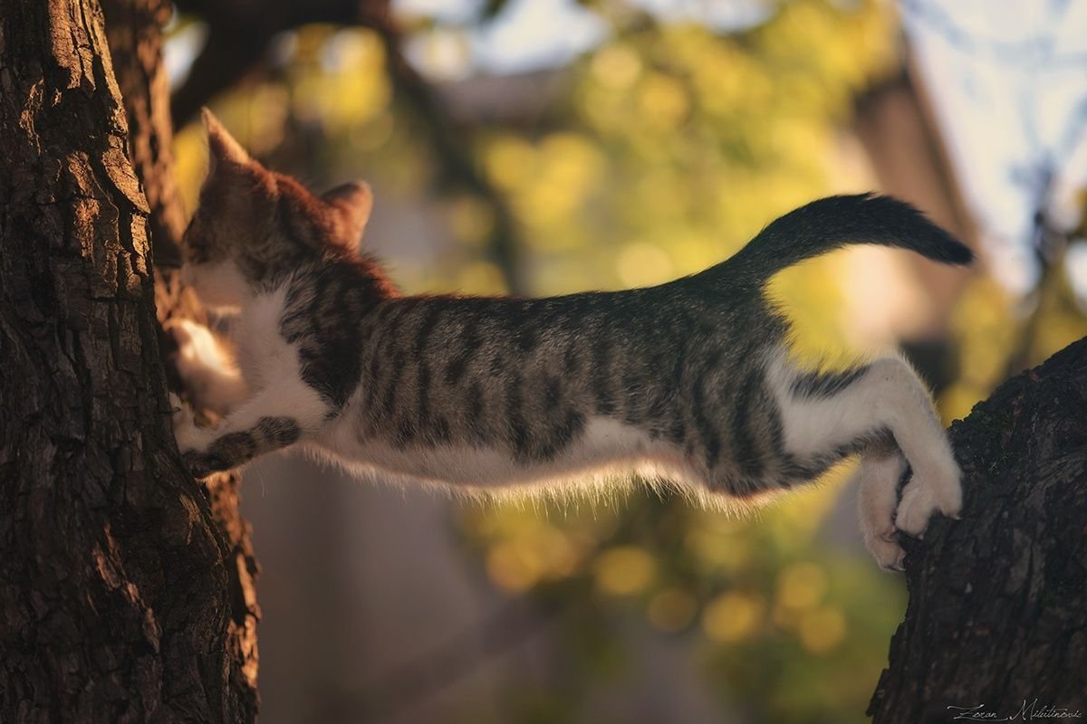 Кошка вытягивается