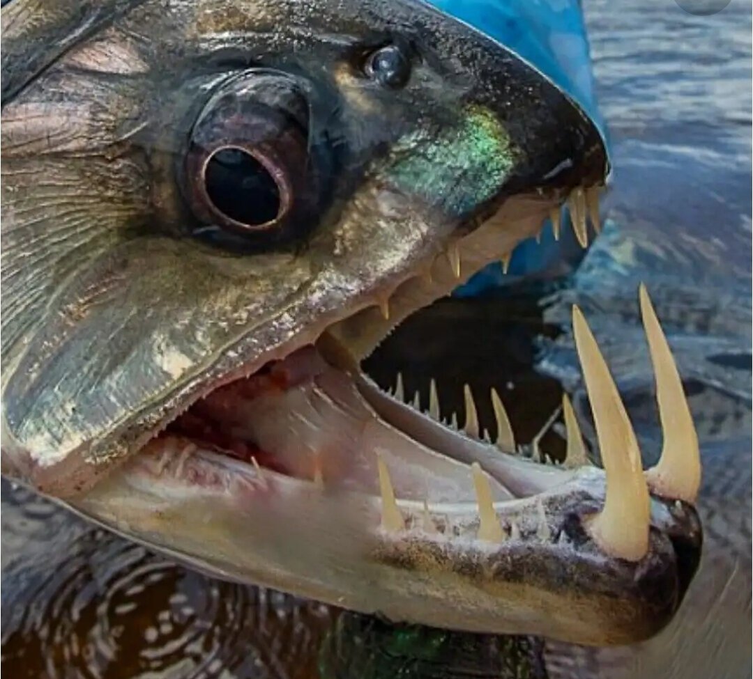 Скумбриевидный гидролик амазонки