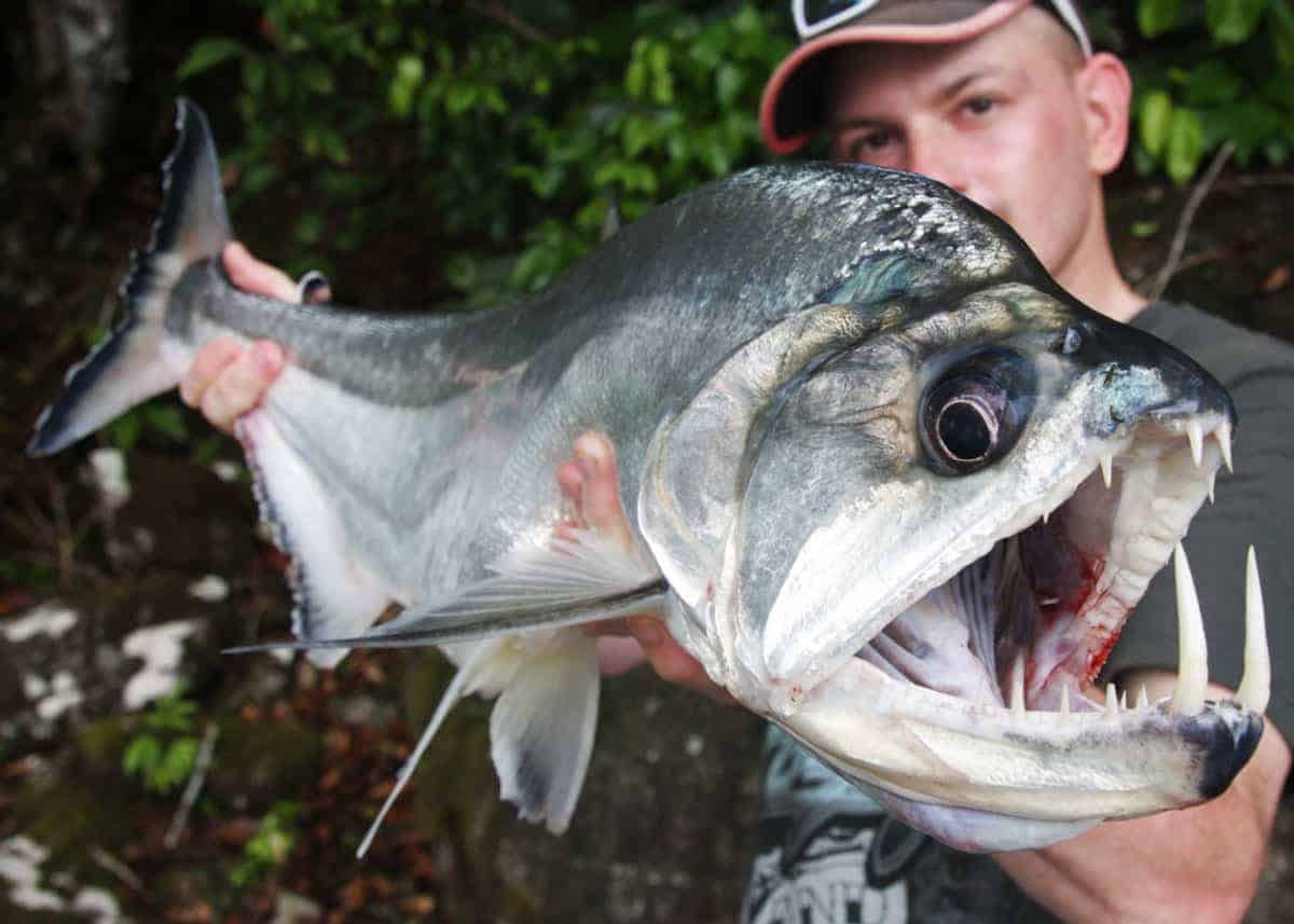 Рыба Пиранья