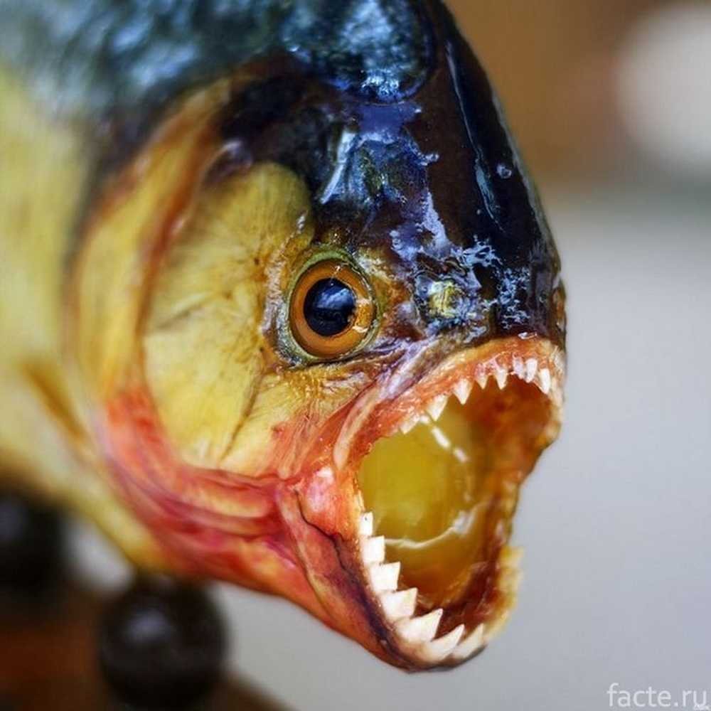 Рыба амазонки арапайма