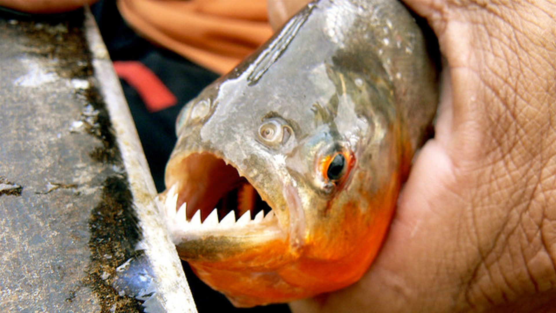 Как называется рыба которая есть людей. Река Амазонка рыба Пиранья. Пираньи Южной Америки. Пиранья съедобная рыба.