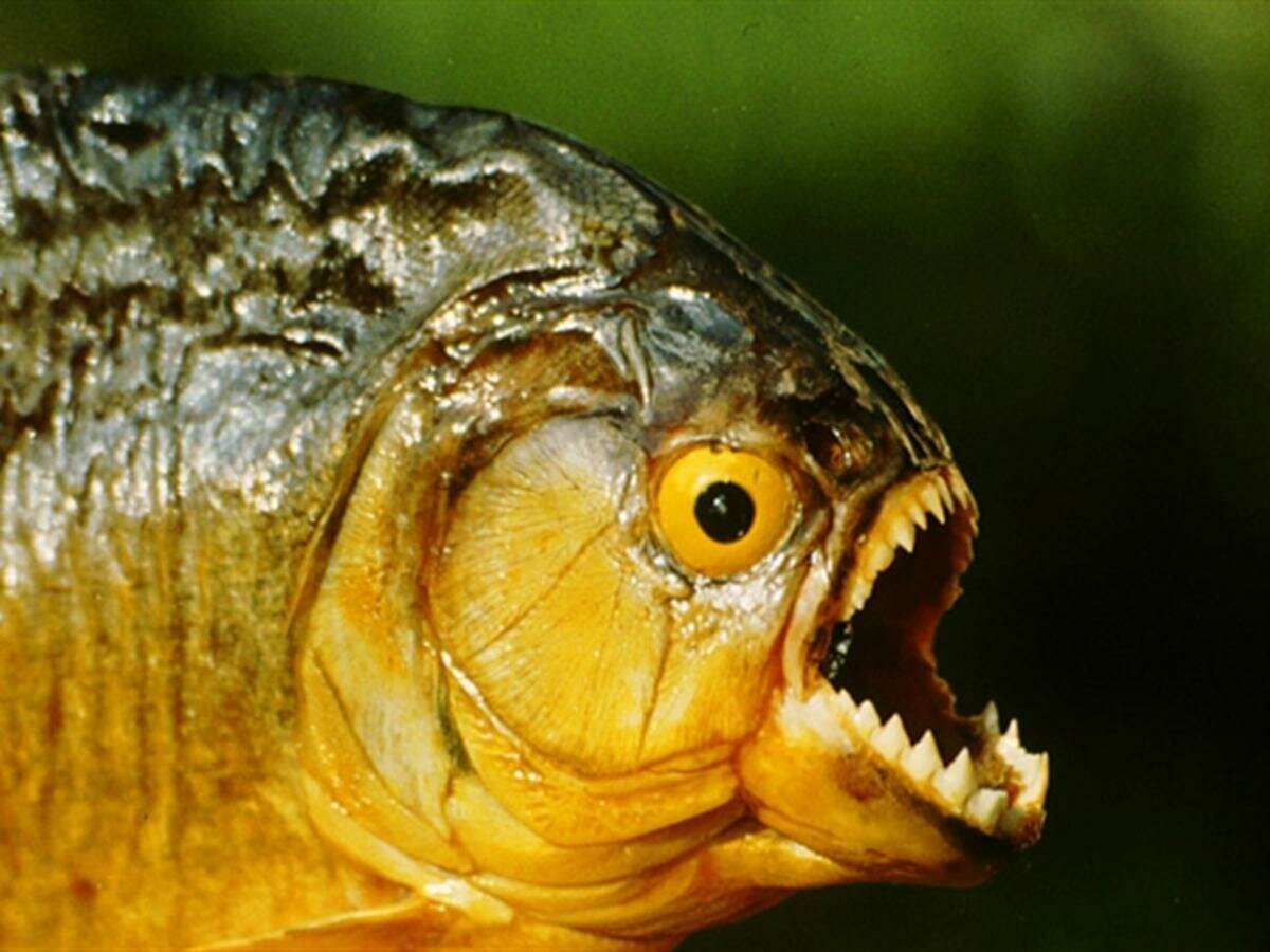 Речные монстры тигровая рыба Голиаф