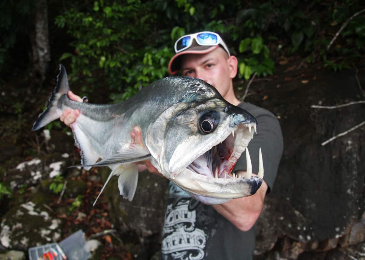 Пиранья съедобная рыба