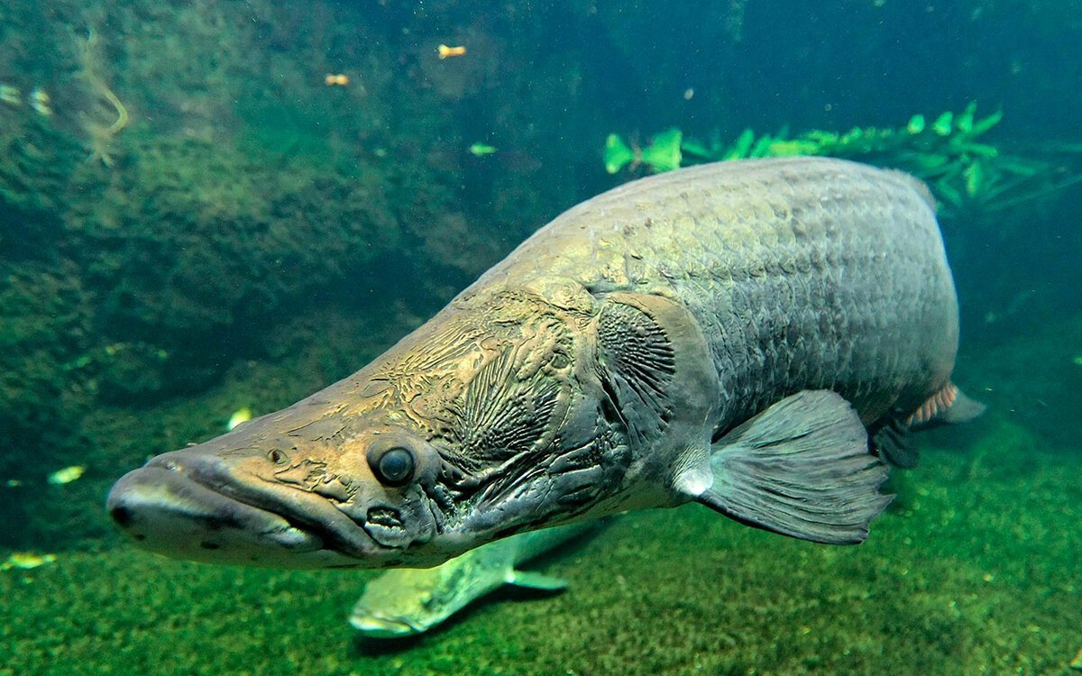 Краснобрюхий паку