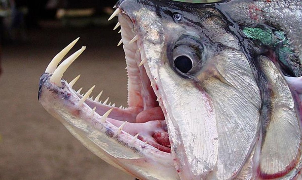 Скумбриевидный гидролик