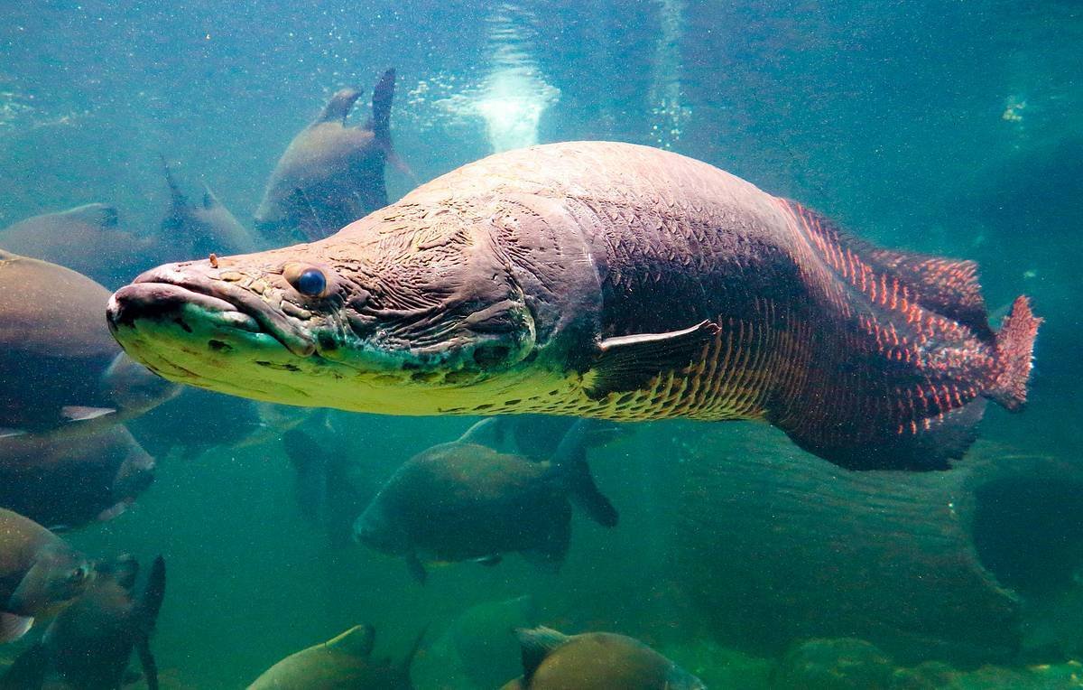 Скумбриевидный гидролик