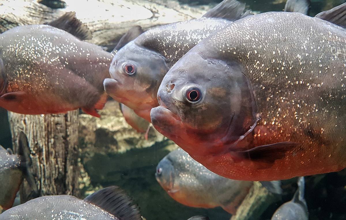 Джереми Уайлд темные воды