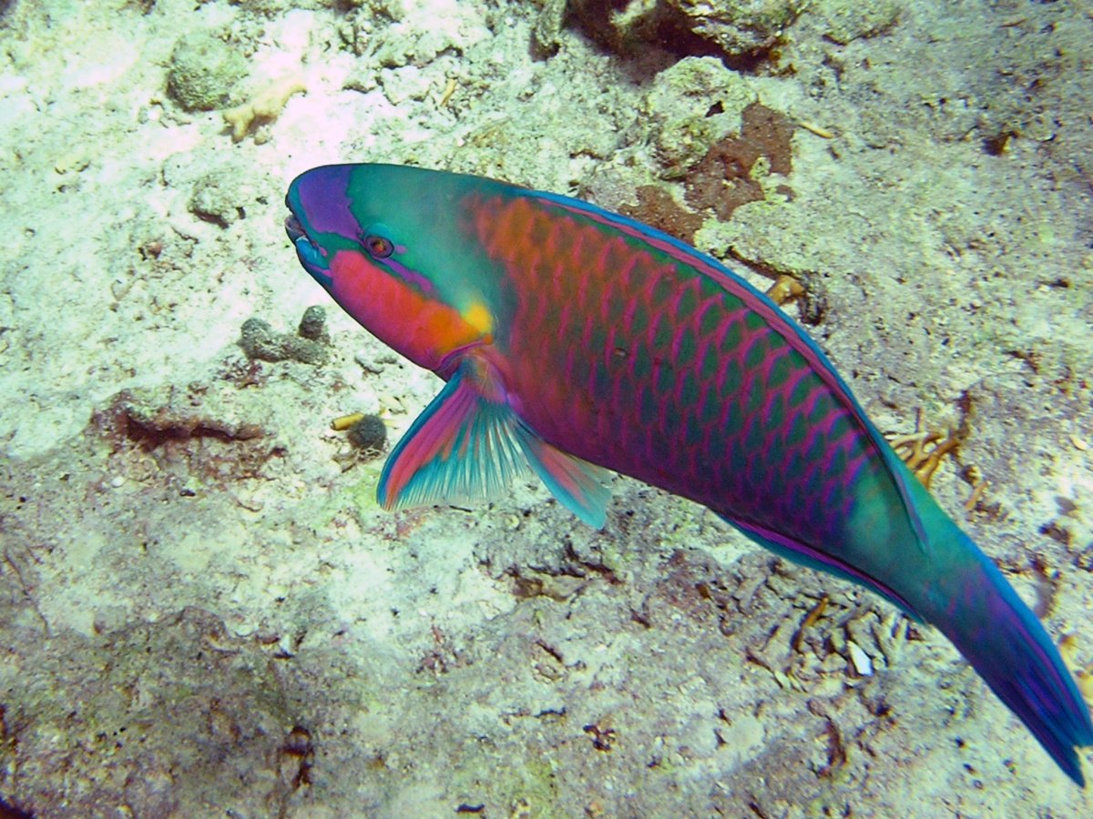 Рыба попугай на коралловом рифе