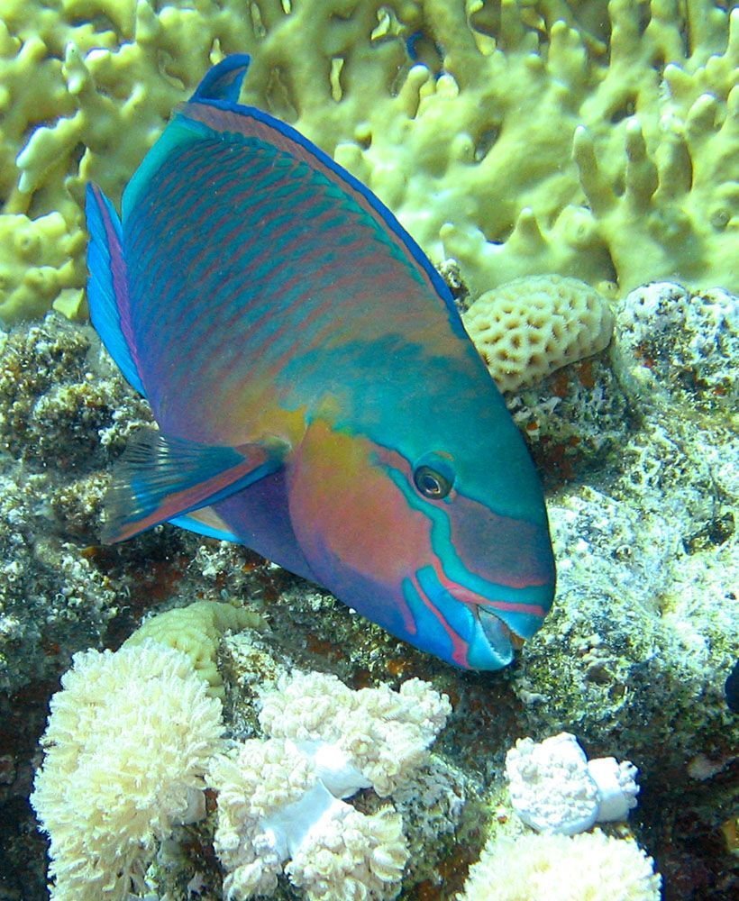 Рыба попугай красное море