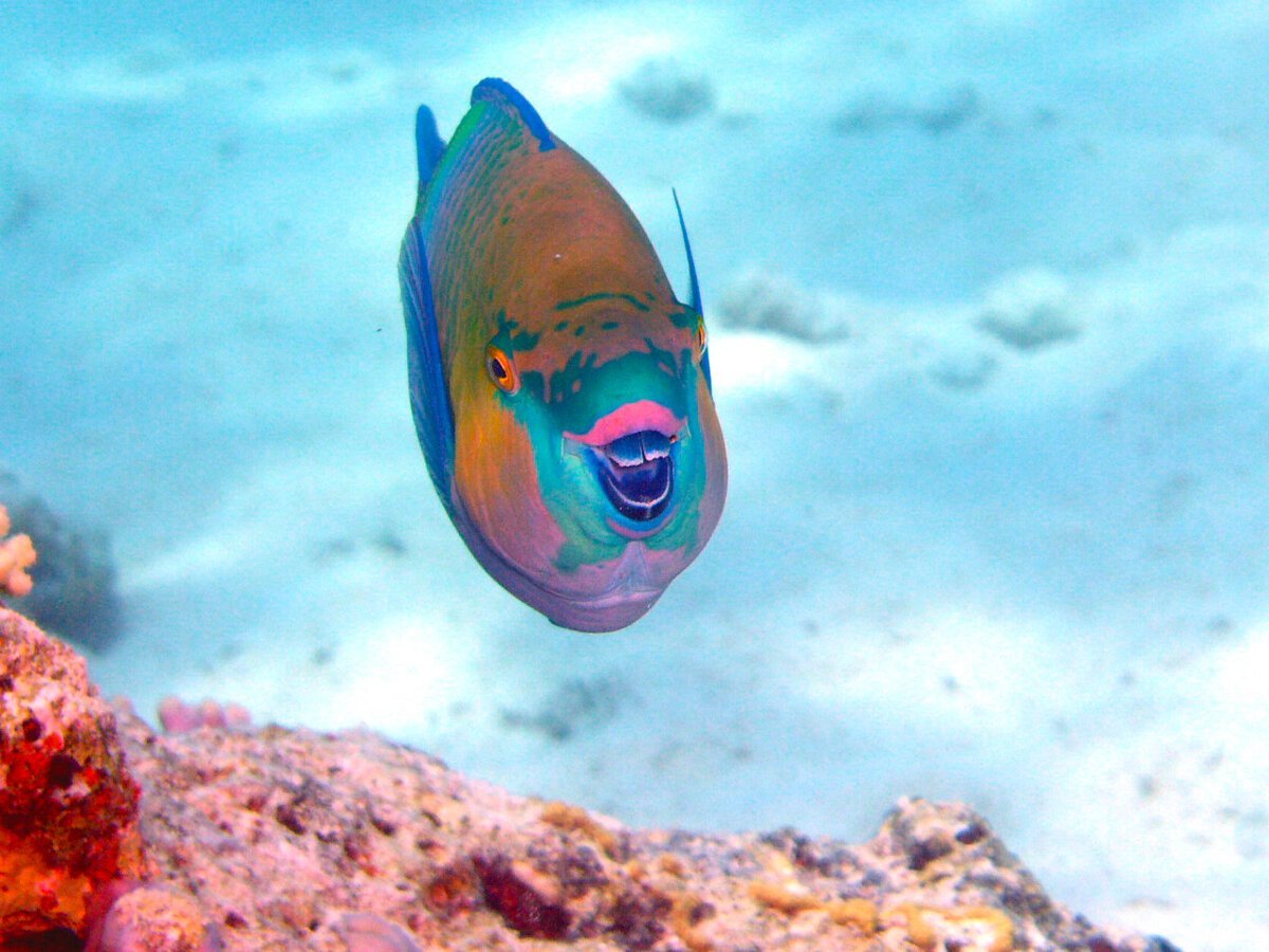 Зелёная шишколобая рыба-попугай