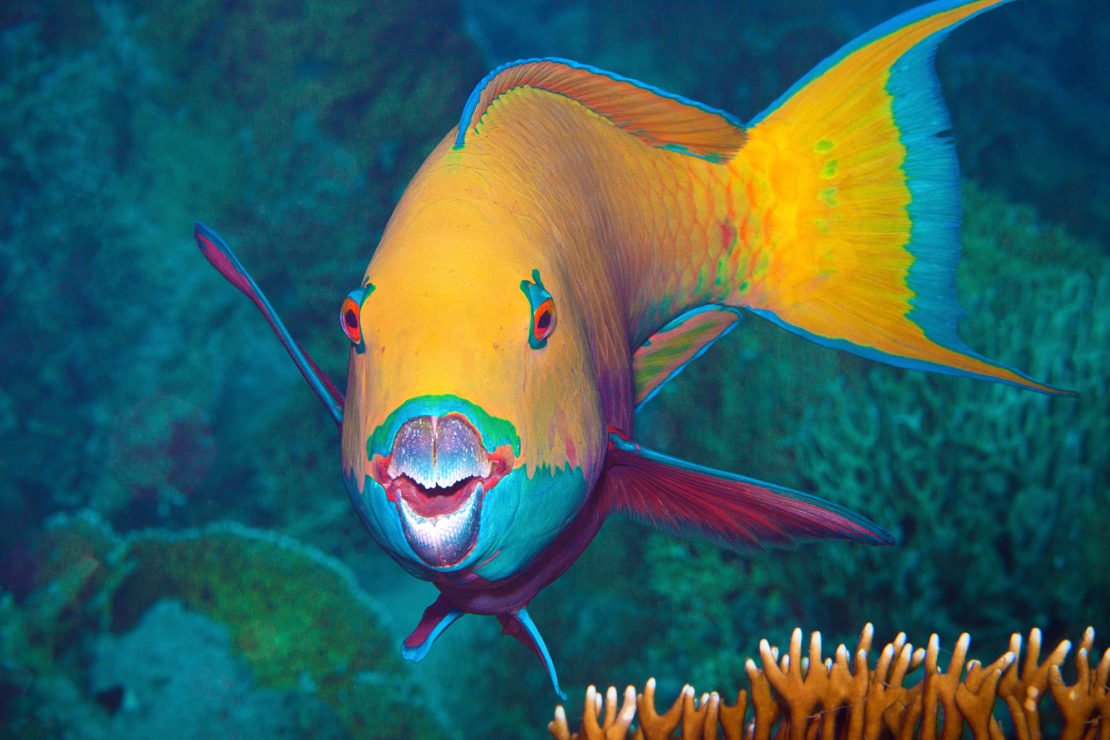 Рыба попугай АРК