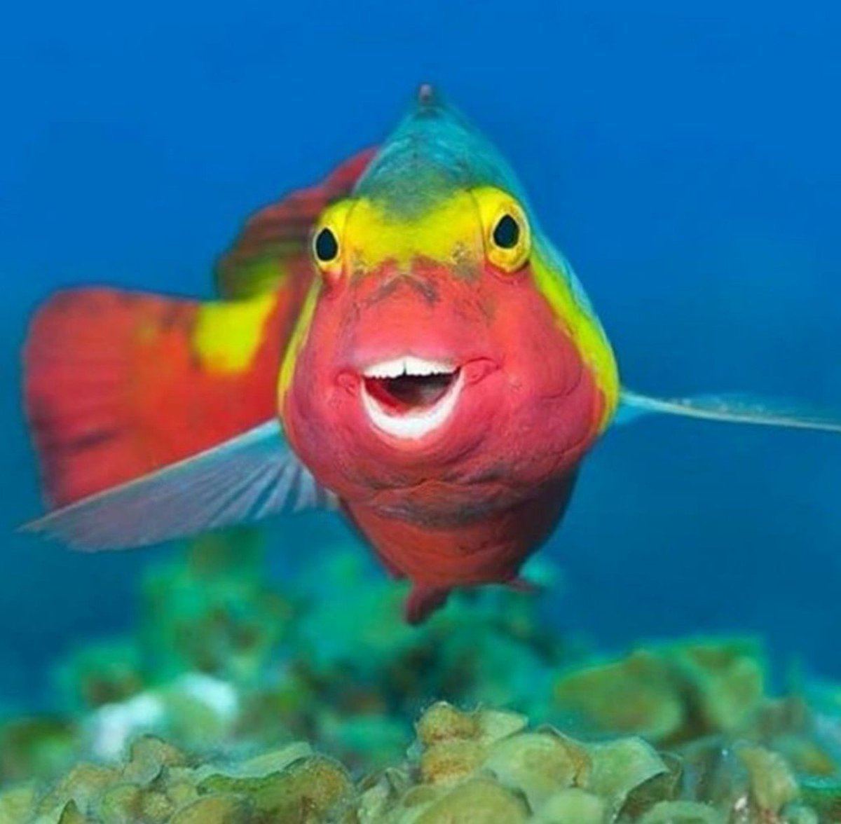 Коралловые рифы красного моря