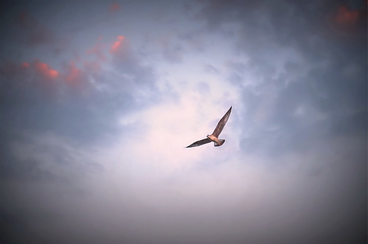 Способность птиц летать всегда. Птицы в небе. Птица в полете. Полет птицы в небе. Птица парит в небе.