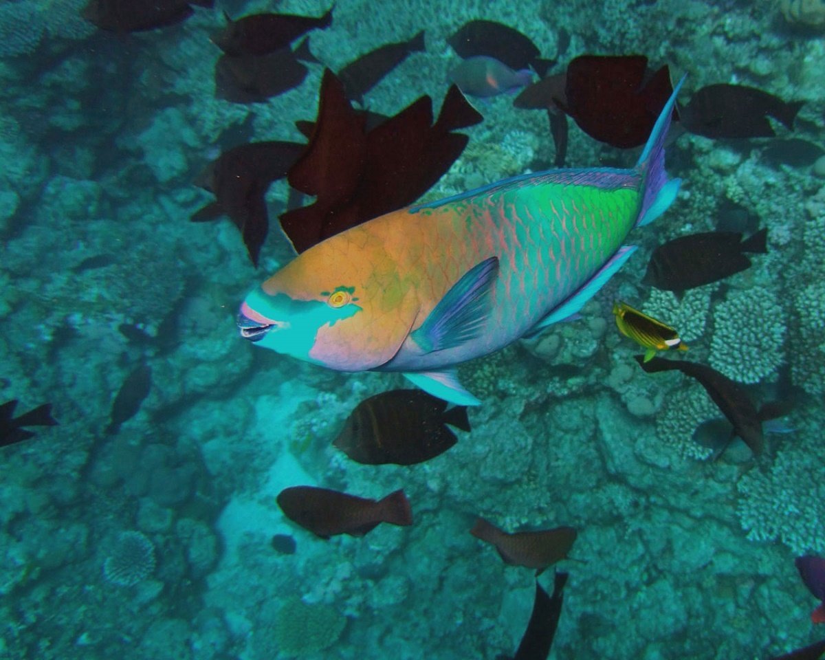 Тряпичный спинорог