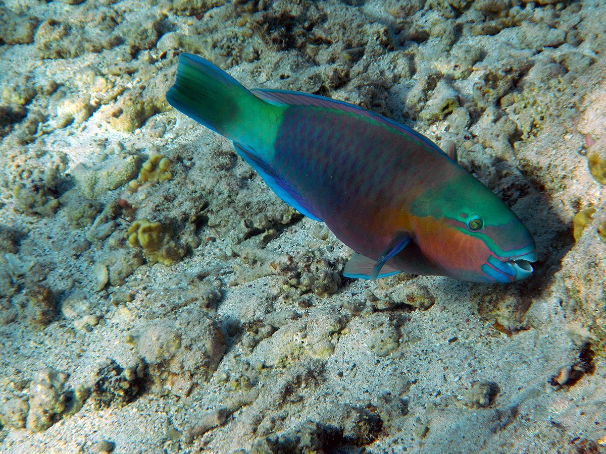 Красное море рыбки попугай