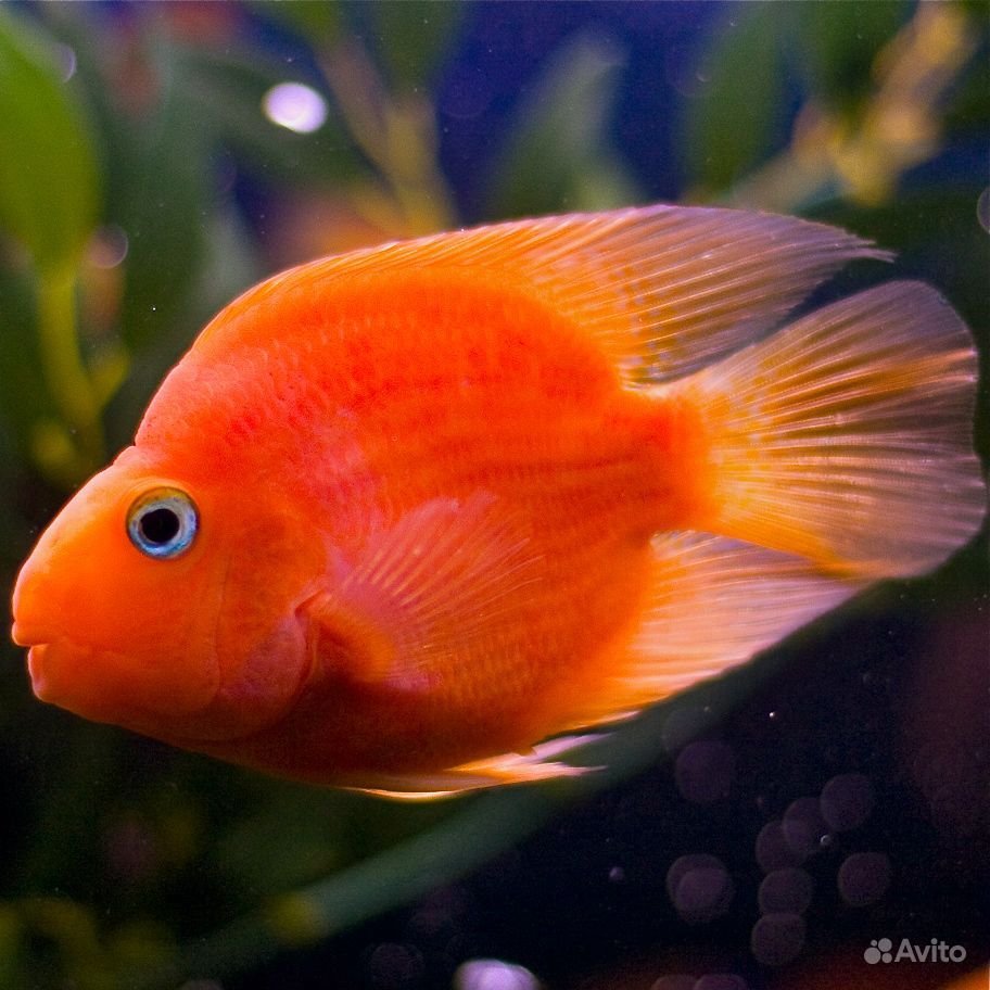 Рыба попугай Доминикана