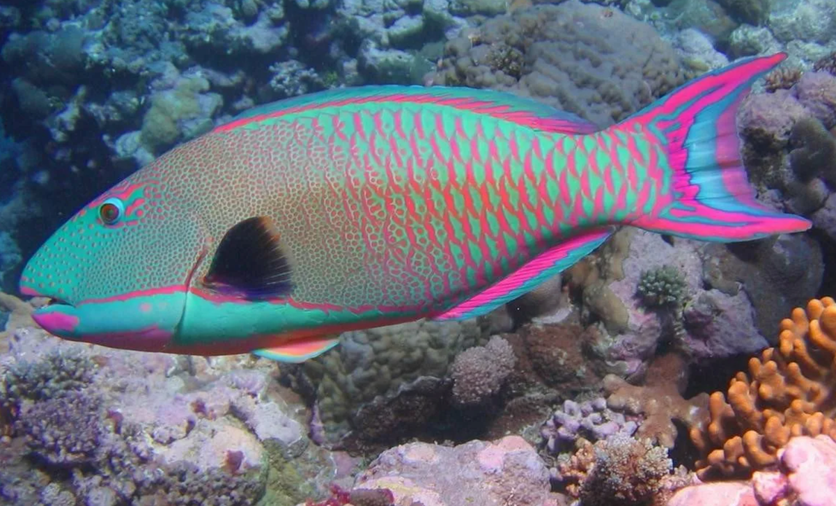 Рыбки тропиков