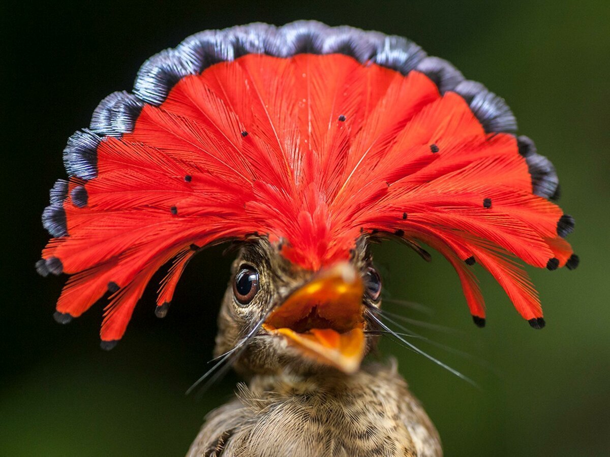 Хохлатая птица венценосный журавль