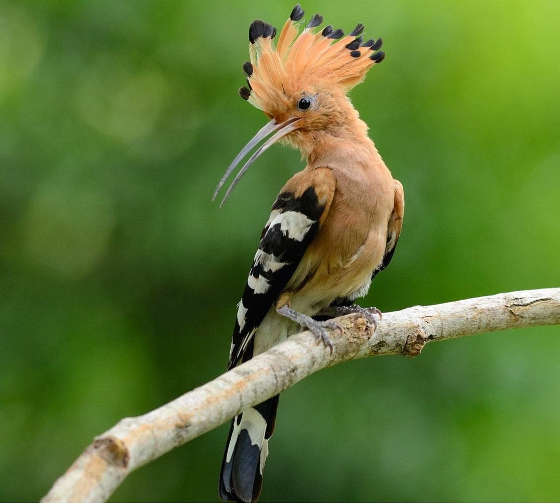 Попугай Какаду с хохолком