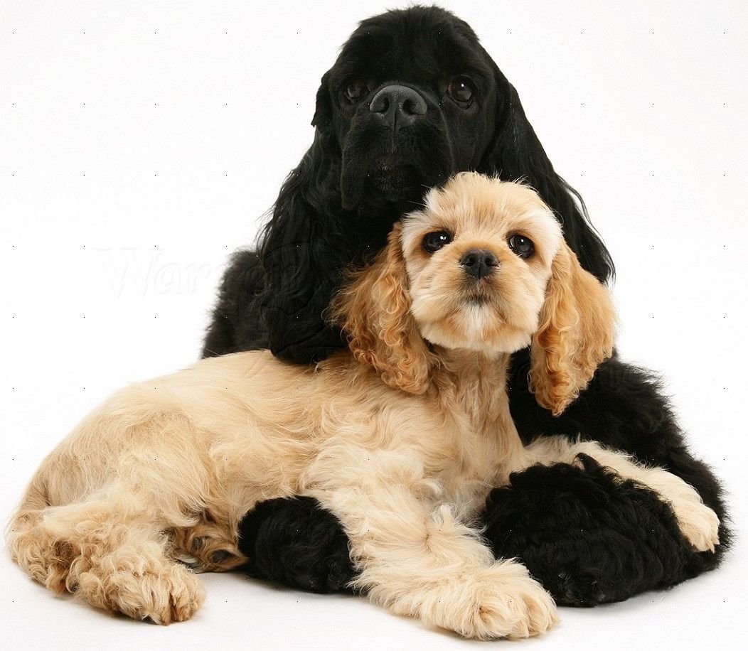 Рихтер американский кокер спаниель