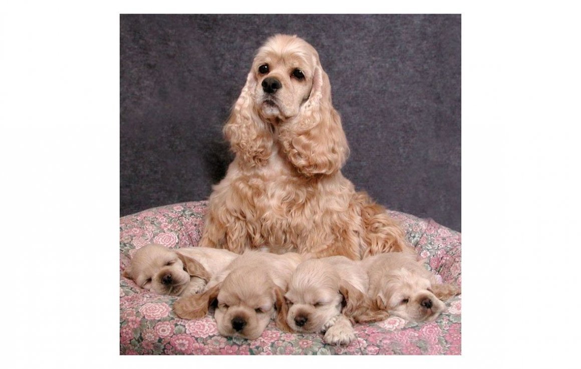 Английский кокер-спаниель