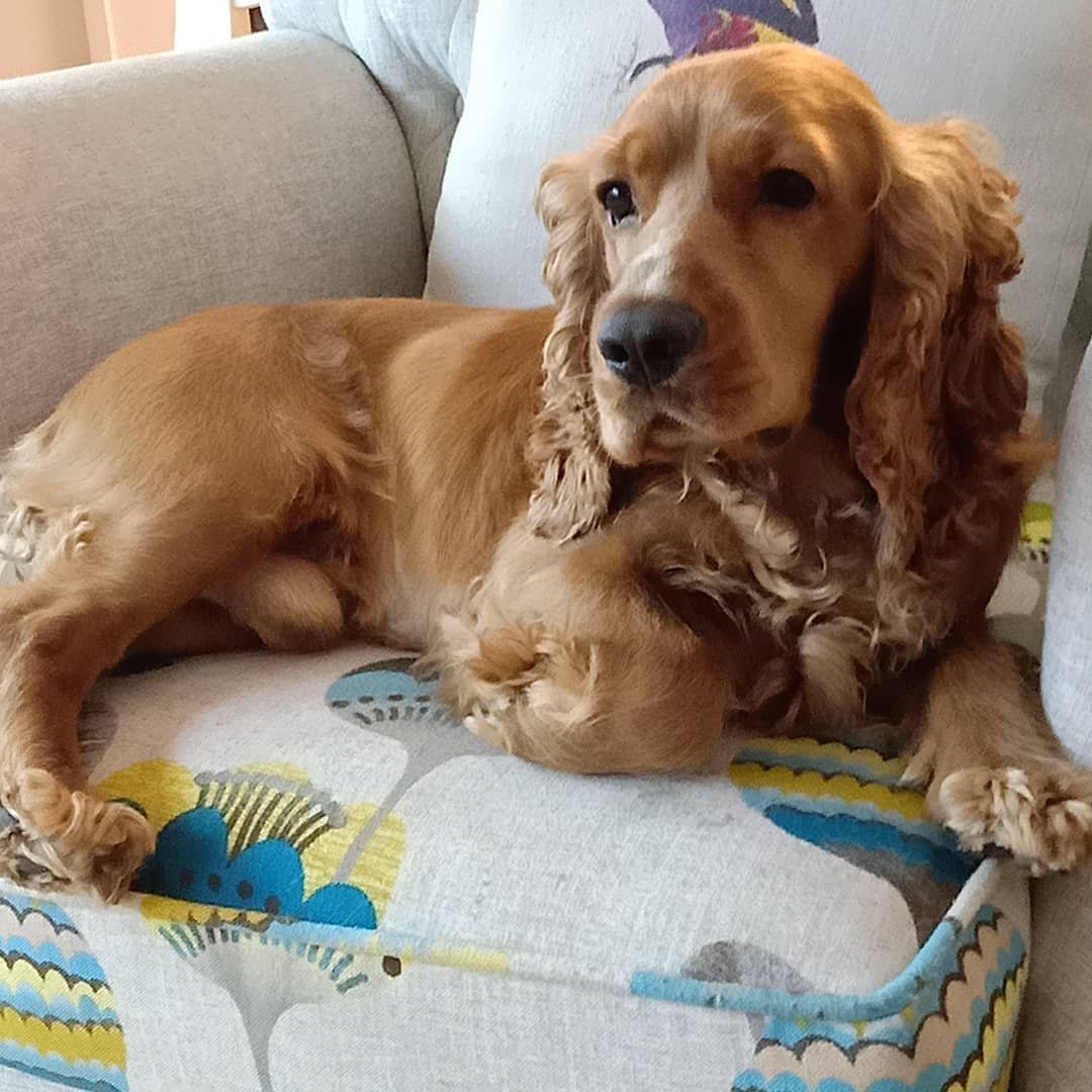 Старый кокер спаниель